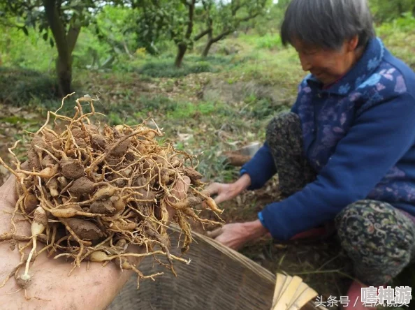 久操免费八卦揭秘娱乐圈内幕