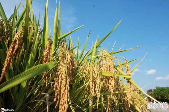 不要舔花核专家提醒容易误食花粉引发过敏或中毒