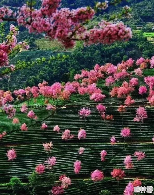 深度解析〈少年歌行风花雪月〉无量山玩法全攻略